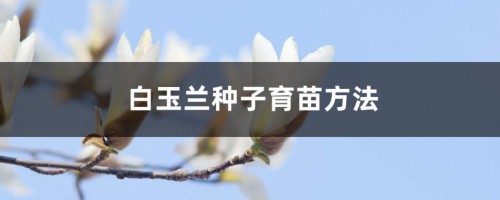 白玉兰种子育苗方法