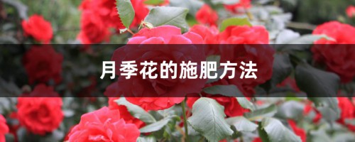 月季花的施肥方法