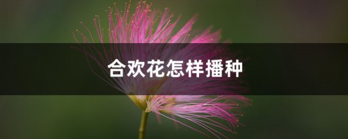 合欢花怎样播种